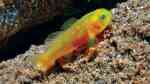 Lubricogobius tre im Aquarium halten (Einrichtungsbeispiele für Lubricogobius tre) Lubricogobius tre im Aquarium halten (Einrichtungsbeispiele für Lubricogobius tre)