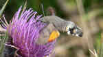 Macroglossum stellatarum am Gartenteich (Einrichtungsbeispiele für Taubenschwänzchen) Macroglossum stellatarum am Gartenteich (Einrichtungsbeispiele für Taubenschwänzchen)