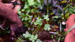 Marsilea crenata im Aquarium pflanzen (Einrichtungsbeispiele mit Zwergkleefarn) Marsilea crenata im Aquarium pflanzen (Einrichtungsbeispiele mit Zwergkleefarn)