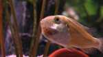 Maulbrüter im Aquarium halten (Einrichtungsbeispiele für Maulbrüter) Maulbrüter im Aquarium halten (Einrichtungsbeispiele für Maulbrüter)