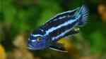 Melanochromis-Arten im Aquarium halten (Einrichtungsbeispiele für Melanochromis-Arten) Melanochromis-Arten im Aquarium halten (Einrichtungsbeispiele für Melanochromis-Arten)