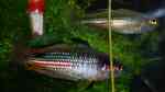 Melanotaenia duboulayi im Aquarium halten (Einrichtungsbeispiele für Karmin-Regenbogenfisch) Melanotaenia duboulayi im Aquarium halten (Einrichtungsbeispiele für Karmin-Regenbogenfisch)