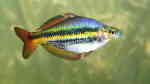 Melanotaenia solata im Aquarium halten (Einrichtungsbeispiele für Nördlicher Regenbogenfisch) Melanotaenia solata im Aquarium halten (Einrichtungsbeispiele für Nördlicher Regenbogenfisch)