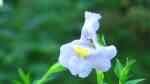 Mimulus ringens am Gartenteich (Einrichtungsbeispiele mit Blaue Gauklerblume) Mimulus ringens am Gartenteich (Einrichtungsbeispiele mit Blaue Gauklerblume)