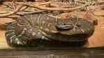 Morelia bredli im Terrarium halten (Einrichtungsbeispiele mit Zentralaustralischer Python) Morelia bredli im Terrarium halten (Einrichtungsbeispiele mit Zentralaustralischer Python)