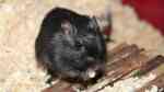 Mäuse im Terrarium halten: Tipps und Tricks (Einrichtungsbeispiele für Mäuse)