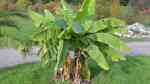 Musa basjoo am Gartenteich pflanzen (Einrichtungsbeispiele mit Japanische Faserbananen) Musa basjoo am Gartenteich pflanzen (Einrichtungsbeispiele mit Japanische Faserbananen)