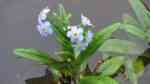 Myosotis scorpioides im Garten pflanzen (Einrichtungsbeispiele mit Sumpf-Vergissmeinnicht) Myosotis scorpioides im Garten pflanzen (Einrichtungsbeispiele mit Sumpf-Vergissmeinnicht)