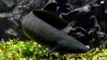 Neoceratodus forsteri im Aquarium halten (Einrichtungsbeispiele mit Australischer Lungenfisch) Neoceratodus forsteri im Aquarium halten (Einrichtungsbeispiele mit Australischer Lungenfisch)