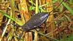 Nepa cinerea im Gartenteich (Einrichtungsbeispiele mit Wasserskorpion) Nepa cinerea im Gartenteich (Einrichtungsbeispiele mit Wasserskorpion)
