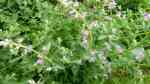 Nepeta cataria im Garten pflanzen (Einrichtungsbeispiele mit Echte Katzenminze) Nepeta cataria im Garten pflanzen (Einrichtungsbeispiele mit Echte Katzenminze)