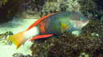 Notolabrus gymnogenis im Aquarium halten (Einrichtungsbeispiele für Purpurroter Lippfisch) Notolabrus gymnogenis im Aquarium halten (Einrichtungsbeispiele für Purpurroter Lippfisch)