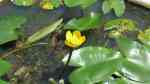 Nuphar japonica im Gartenteich pflegen (Einrichtungsbeispiele für Japanische Teichrose) Nuphar japonica im Gartenteich pflegen (Einrichtungsbeispiele für Japanische Teichrose)
