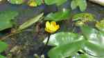 Nuphar japonica im Gartenteich pflegen (Einrichtungsbeispiele für Japanische Teichrose)