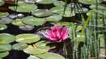 Nymphaea Princess Elizabeth im Gartenteich (Einrichtungsbeispiele mit Prinzessin Elizabeth Seerosen) Nymphaea Princess Elizabeth im Gartenteich (Einrichtungsbeispiele mit Prinzessin Elizabeth Seerosen)