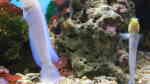 Opistognathus aurifrons im Aquarium halten (Einrichtungsbeispiele für Goldstirn-Brunnenbauer)