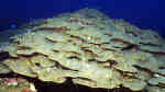 Orbicella franksi im Aquarium halten (Einrichtungsbeispiele für Felsen-Sternkoralle)
