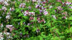 Origanum vulgare im Garten pflanzen (Einrichtungsbeispiele mit Oregano) Origanum vulgare im Garten pflanzen (Einrichtungsbeispiele mit Oregano)