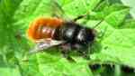 Osmia im Garten (Einrichtungsbeispiele mit Mauerbiene) Osmia im Garten (Einrichtungsbeispiele mit Mauerbiene)