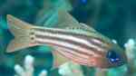Ostorhinchus compressus im Aquarium halten (Einrichtungsbeispiele für Doppelstreifen-Kardinalbarsch) Ostorhinchus compressus im Aquarium halten (Einrichtungsbeispiele für Doppelstreifen-Kardinalbarsch)