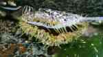 Oulactis muscosa im Aquarium halten (Einrichtungsbeispiele für Gesprenkelte Sandanemone) Oulactis muscosa im Aquarium halten (Einrichtungsbeispiele für Gesprenkelte Sandanemone)