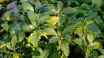 Pachysandra terminalis im Garten pflanzen (Einrichtungsbeispiele mit Japanischer Ysander) Pachysandra terminalis im Garten pflanzen (Einrichtungsbeispiele mit Japanischer Ysander)