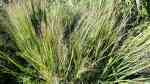 Panicum virgatum im Garten pflanzen (Einrichtungsbeispiele mit Rutenhirse) Panicum virgatum im Garten pflanzen (Einrichtungsbeispiele mit Rutenhirse)