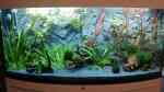 Das Panorama-Aquarium (Einrichtungsbeispiele mit Panorama-Aquarien) Das Panorama-Aquarium (Einrichtungsbeispiele mit Panorama-Aquarien)