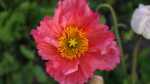 Papaver nudicaule im Garten pflanzen (Einrichtungsbeispiele mit Islandmohn) Papaver nudicaule im Garten pflanzen (Einrichtungsbeispiele mit Islandmohn)