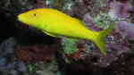 Parupeneus cyclostomus im Aquarium halten (Einrichtungsbeispiele für Gelbsattel-Meerbarbe) Parupeneus cyclostomus im Aquarium halten (Einrichtungsbeispiele für Gelbsattel-Meerbarbe)
