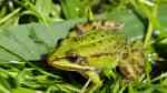 Pelophylax esculentus im Gartenteich (Einrichtungsbeispiele mit Teichfröschen) Pelophylax esculentus im Gartenteich (Einrichtungsbeispiele mit Teichfröschen)
