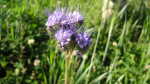 Phacelia tanacetifolia im Garten pflanzen (Einrichtungsbeispiele mit Rainfarn-Phazelie) Phacelia tanacetifolia im Garten pflanzen (Einrichtungsbeispiele mit Rainfarn-Phazelie)