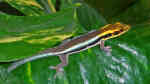 Phelsuma klemmeri im Terrarium halten (Einrichtungsbeispiele mit Blauer Bambus-Taggecko) Phelsuma klemmeri im Terrarium halten (Einrichtungsbeispiele mit Blauer Bambus-Taggecko)