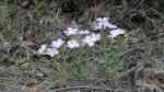 Phlox sibirica am Gartenteich pflanzen (Einrichtungsbeispiele mit Sibirischer Phlox) Phlox sibirica am Gartenteich pflanzen (Einrichtungsbeispiele mit Sibirischer Phlox)