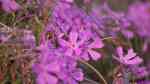 Phlox subulata am Gartenteich pflanzen (Einrichtungsbeispiele mit Teppichphlox) Phlox subulata am Gartenteich pflanzen (Einrichtungsbeispiele mit Teppichphlox)