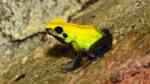 Phyllobates bicolor im Terrarium halten (Einrichtungsbeispiele für Zweifarben Blattsteiger) Phyllobates bicolor im Terrarium halten (Einrichtungsbeispiele für Zweifarben Blattsteiger)