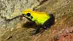 Phyllobates bicolor im Terrarium halten (Einrichtungsbeispiele für Zweifarben Blattsteiger)