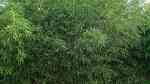 Phyllostachys bissetii am Gartenteich pflanzen (Einrichtungsbeispiele mit Riesenbambus) Phyllostachys bissetii am Gartenteich pflanzen (Einrichtungsbeispiele mit Riesenbambus)
