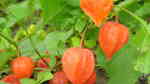 Physalis alkekengi im Garten pflanzen (Einrichtungsbeispiele mit Lampionblume) Physalis alkekengi im Garten pflanzen (Einrichtungsbeispiele mit Lampionblume)