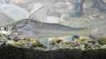 Pimelodus blochii im Aquarium halten (Einrichtungsbeispiele für Fettwels) Pimelodus blochii im Aquarium halten (Einrichtungsbeispiele für Fettwels)