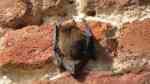 Pipistrellus pipistrellus im Garten (Einrichtungsbeispiele mit Zwergfledermaus) Pipistrellus pipistrellus im Garten (Einrichtungsbeispiele mit Zwergfledermaus)