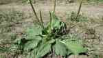 Plantago major im Garten pflanzen (Einrichtungsbeispiele mit Breitwegerich) Plantago major im Garten pflanzen (Einrichtungsbeispiele mit Breitwegerich)