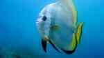 Platax orbicularis im Aquarium halten (Einrichtungsbeispiele für Rundkopf-Fledermausfisch) Platax orbicularis im Aquarium halten (Einrichtungsbeispiele für Rundkopf-Fledermausfisch)