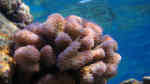 Pocillopora ankeli im Aquarium halten (Einrichtungsbeispiele für Kleinpolypige Steinkoralle) Pocillopora ankeli im Aquarium halten (Einrichtungsbeispiele für Kleinpolypige Steinkoralle)