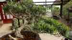 Podocarpus macrophyllus im Garten pflanzen (Einrichtungsbeispiele mit Großblättrige Steineiben) Podocarpus macrophyllus im Garten pflanzen (Einrichtungsbeispiele mit Großblättrige Steineiben)