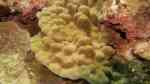Porites evermanni im Aquarium halten (Einrichtungsbeispiele für Kleinpolypige Steinkoralle) Porites evermanni im Aquarium halten (Einrichtungsbeispiele für Kleinpolypige Steinkoralle)