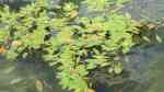 Potamogeton natans am Gartenteich (Einrichtungsbeispiele mit Schwimmendes Laichkraut) Potamogeton natans am Gartenteich (Einrichtungsbeispiele mit Schwimmendes Laichkraut)