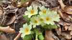 Primula vulgaris im Garten pflanzen (Einrichtungsbeispiele mit Stängellose Schlüsselblume) Primula vulgaris im Garten pflanzen (Einrichtungsbeispiele mit Stängellose Schlüsselblume)