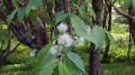 Prunus maackii im Garten pflanzen (Einrichtungsbeispiele mit Amur-Kirsche) Prunus maackii im Garten pflanzen (Einrichtungsbeispiele mit Amur-Kirsche)