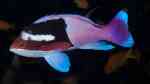 Pseudanthias connelli im Aquarium halten (Einrichtungsbeispiele für Harlekin-Fahnenbarsch) Pseudanthias connelli im Aquarium halten (Einrichtungsbeispiele für Harlekin-Fahnenbarsch)